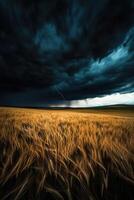 A stormy sky over a wheat field photo