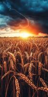 A field of wheat with a lightning bolt in the sky photo