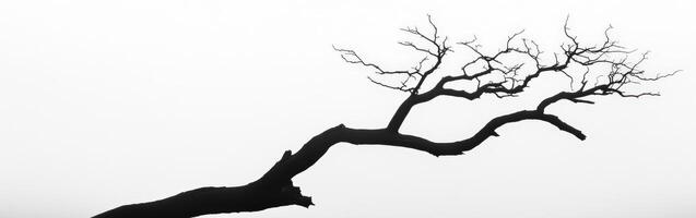 A black and white photo of a tree in the fog