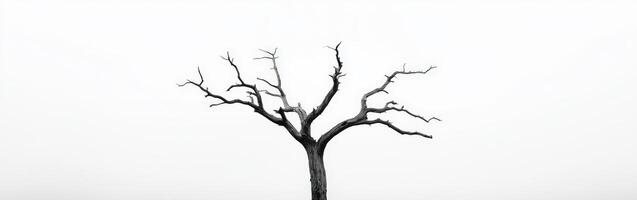 A black and white photo of a tree