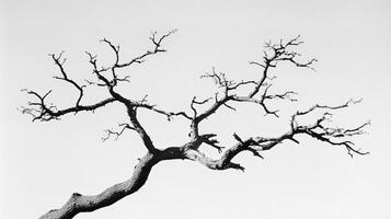 A black and white photo of a tree with no leaves