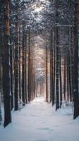A snowy path through a forest with trees photo