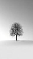 A lone tree stands in the middle of a white field photo