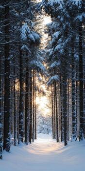A snowy forest with trees and sun shining through photo