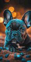 A small black dog with blue eyes sitting on the ground photo