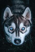 A husky dog with blue eyes looking at the camera photo