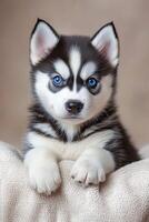 A husky puppy with blue eyes sitting on a blanket photo