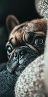 A dog is laying on a blanket with his eyes closed photo