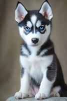 A black and white husky puppy with blue eyes photo