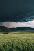 A field with a stormy sky and a tree in the middle photo