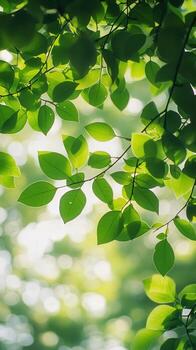Green leaves on a tree in the sunlight photo
