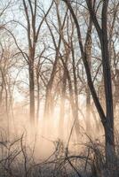 A foggy forest with trees and trees photo