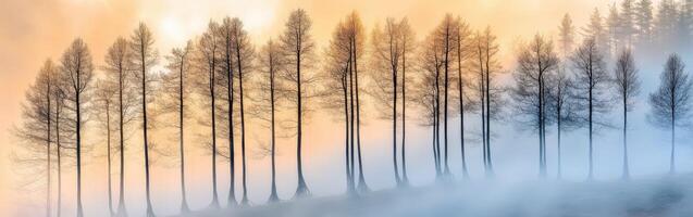 A group of trees in the fog with a sunrise photo