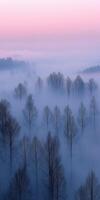 A foggy forest with bare trees in the foreground photo