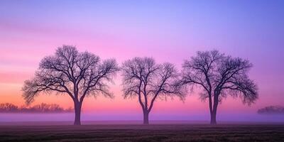 Three trees in a foggy field at sunrise photo