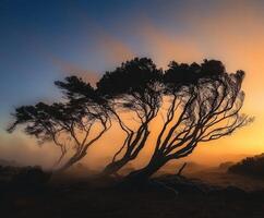The sun sets behind a group of trees in the fog photo