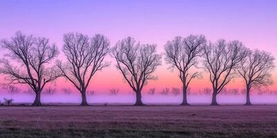 A group of trees in a field at sunrise photo