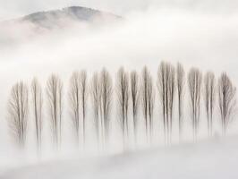 A group of trees in the fog with mountains in the background photo