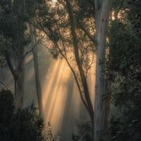 Sunbeams shine through trees in the forest photo