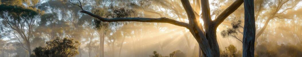 Sunlight shining through trees in a forest photo