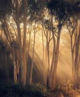 The sun shines through the trees in a forest photo