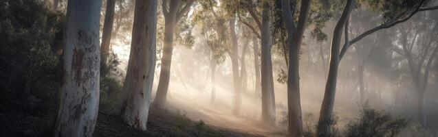 A path through the trees with sun shining through photo
