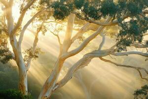 A tree with sun rays shining through it photo