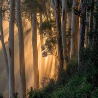 Sunbeams shine through the trees in a forest photo