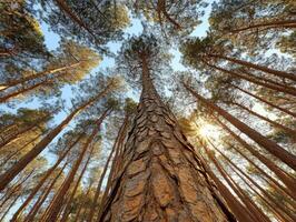 Tall pine trees in a forest with sunlight shining through photo