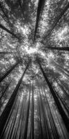 Black and white photograph of trees in the forest photo