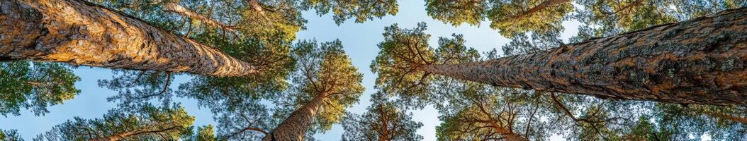 A view up at the top of a pine tree photo