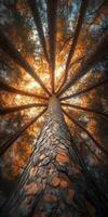 A tree with the sun shining through it photo