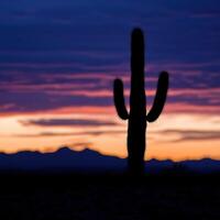 A silhouette of a saguaro cactus at sunset photo