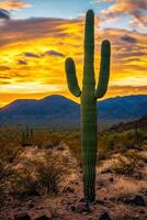 A saguaro cactus stands in the desert at sunset photo