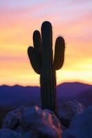 A cactus plant in the desert photo
