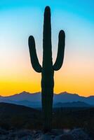 A cactus in the desert photo