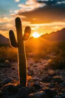 Saguaro cactus at sunset in arizona photo