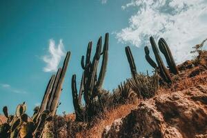 Cactus plants in the desert with blue sky photo