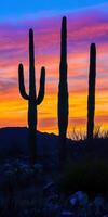 A sunset with a cactus in the foreground photo