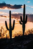 A cactus plant photo