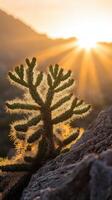 A cactus plant is seen in the sun photo