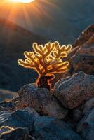 Cholla cactus, joshua tree, joshua tree, joshua tree photo