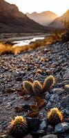 A desert landscape with cactus plants and rocks photo