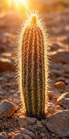 A cactus is shown in the desert at sunset photo