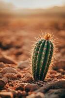 A cactus plant in the desert with a sunset in the background photo