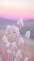 Pink flowers in the field at sunset photo