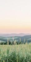 Green grass in a field at sunset photo