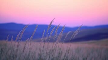 Tall grasses in a field at sunset photo