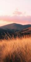 A field of tall grasses at sunset photo