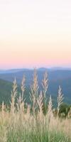 Mountain view at sunset photo